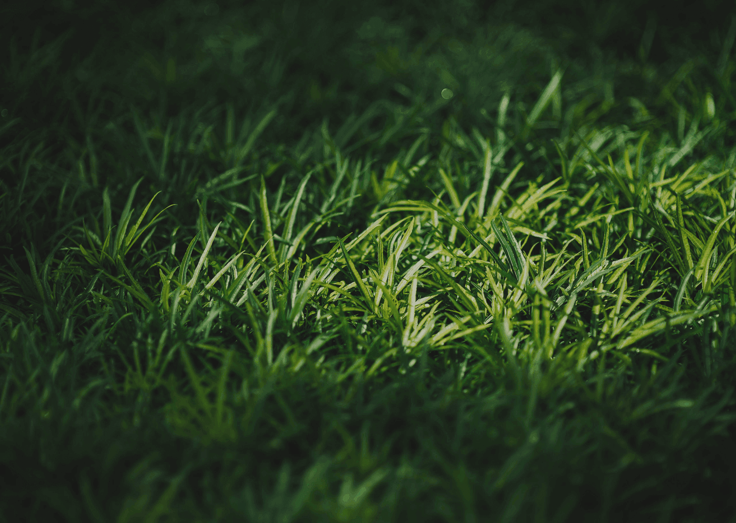 rasen  und rollrasenverlegung in berlin